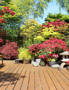 Bloodgood Japanese Maple
