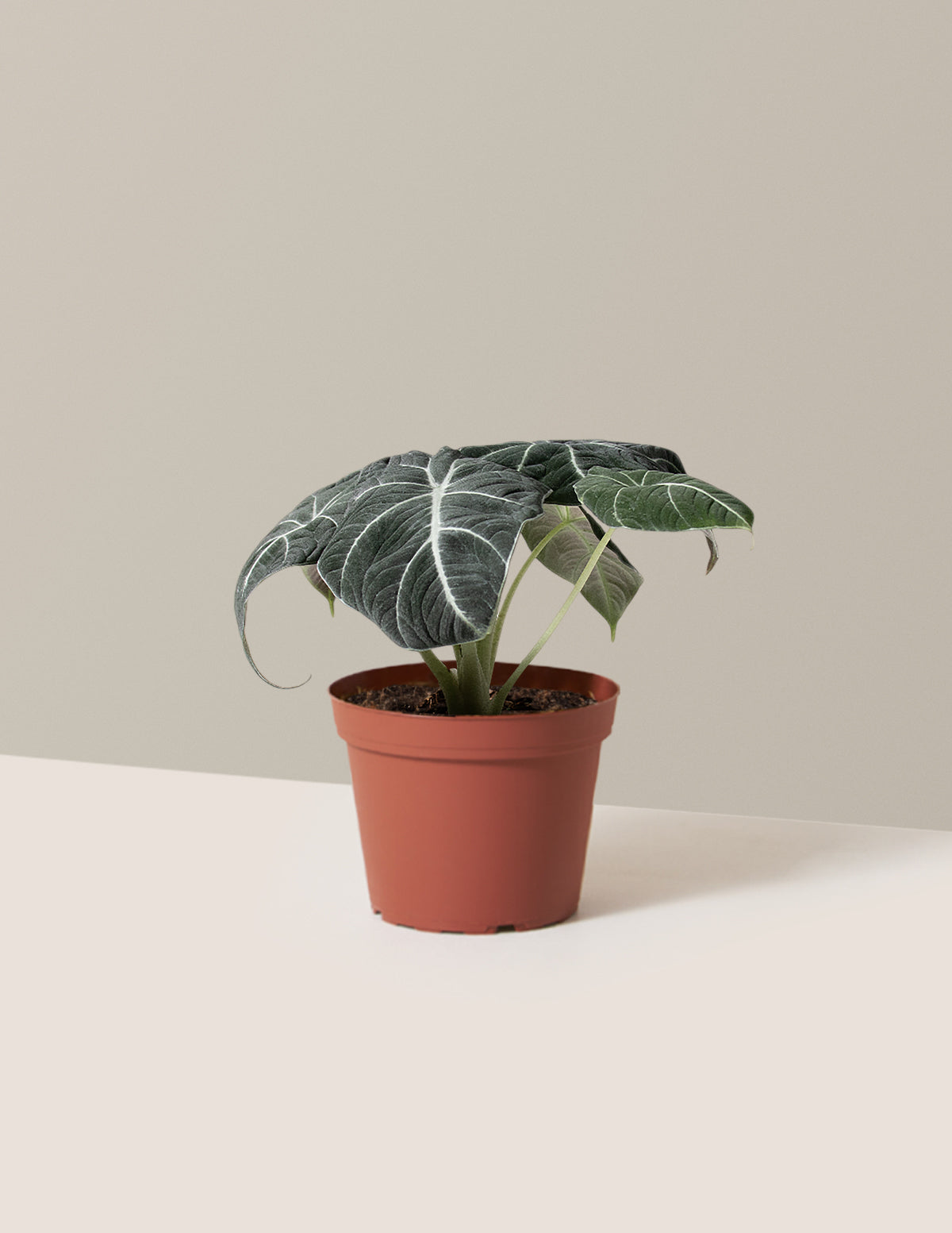 bundle | Medium | Grow Pot