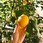 Meyer Lemon