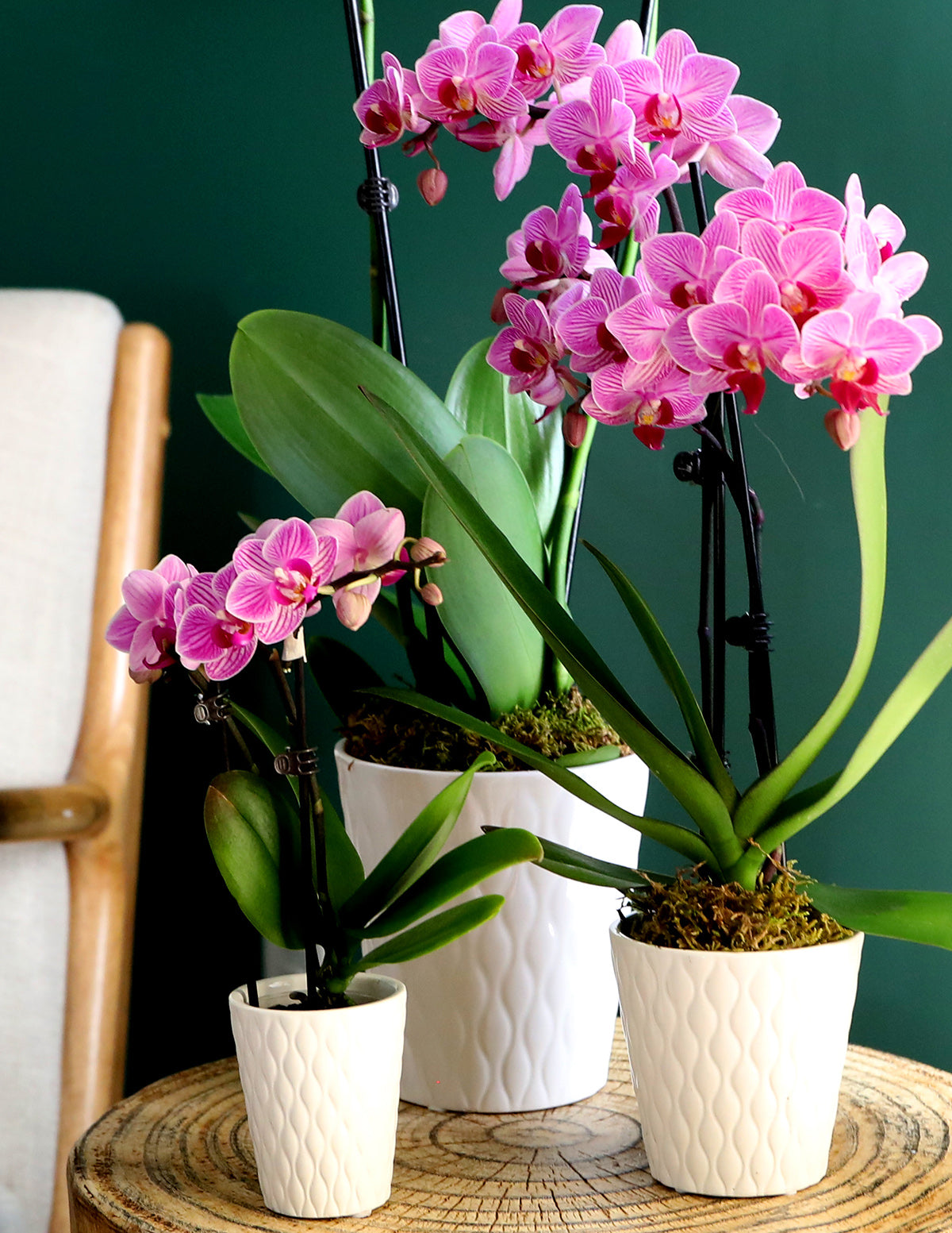 Petite Pink Orchid