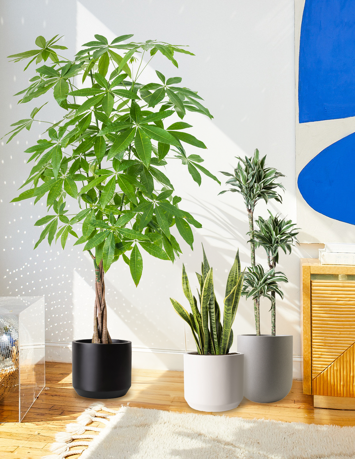 Money Tree Plant lifestyle image