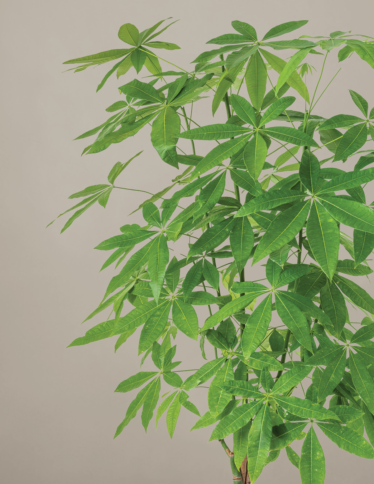 Money Tree Plant