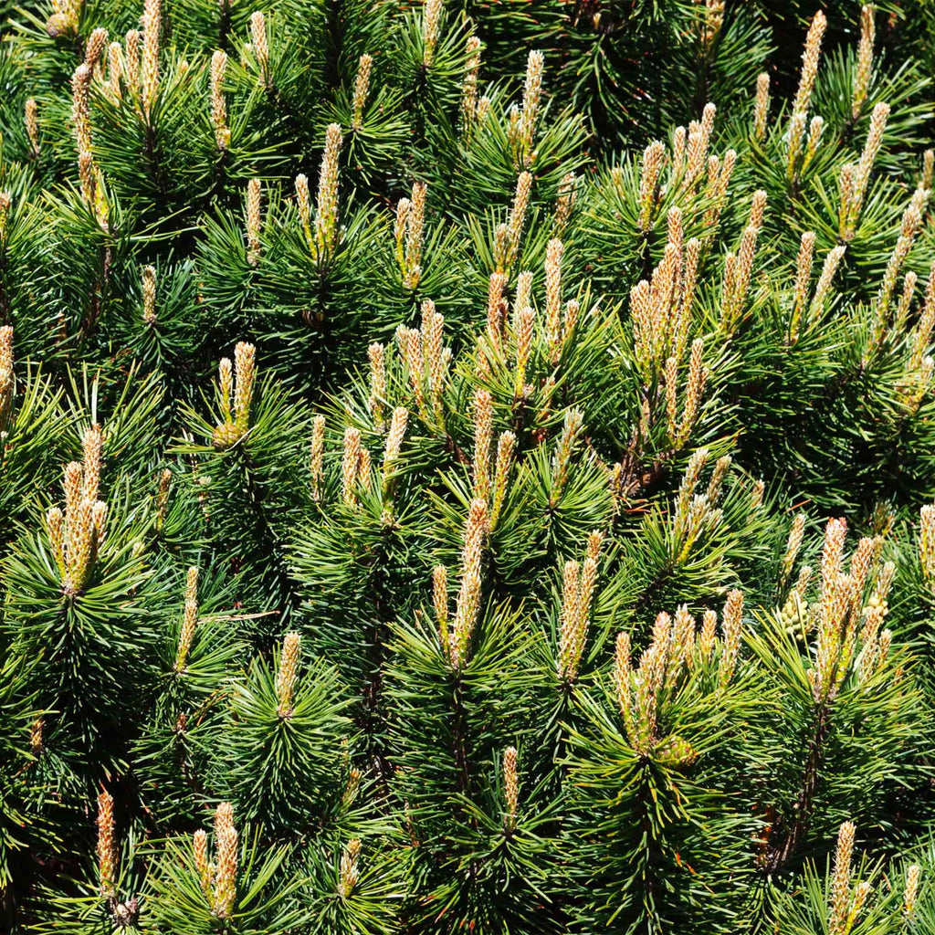 How to care for a Pine