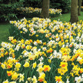 3 Months of Daffodils Mixture