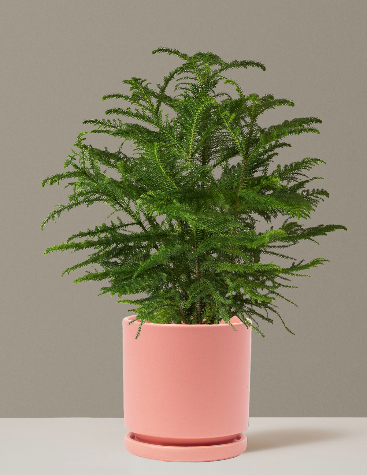 bundle | Large | Isabella | Bubblegum