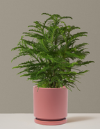 bundle | Large | Isabella | Dusty Rose