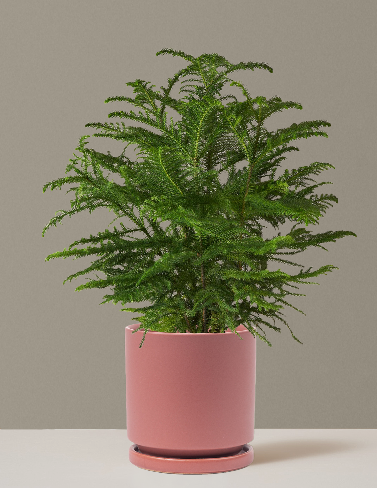 bundle | Large | Isabella | Dusty Rose
