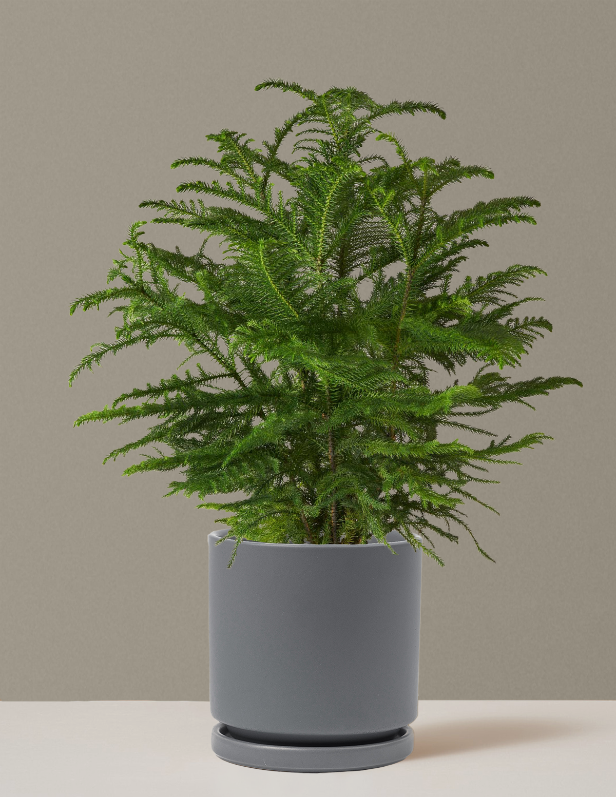 bundle | Large | Isabella | Granite