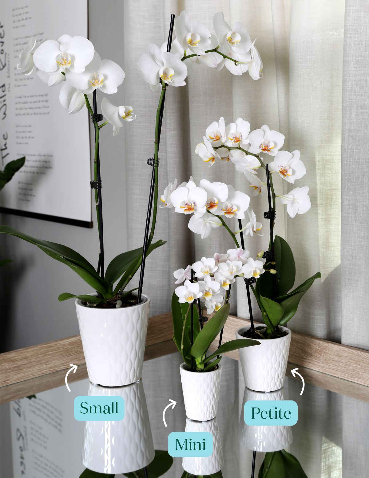 Petite Yellow Orchid
