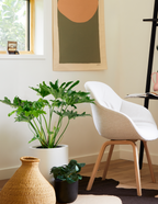 Large Philodendron Selloum Hope
