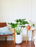 Large Philodendron Selloum Hope