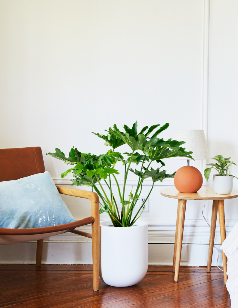 How to care for a Large Philodendron Selloum Hope