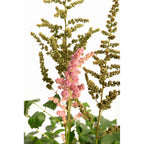 Vision in Pink Astilbe