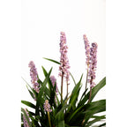 Purple Explosion™ Lilyturf