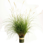 Dwarf Maiden Grass