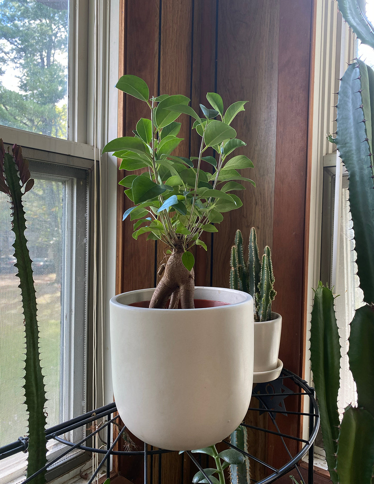 Bonsai Ficus Ginseng