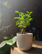 Bonsai Ficus Ginseng