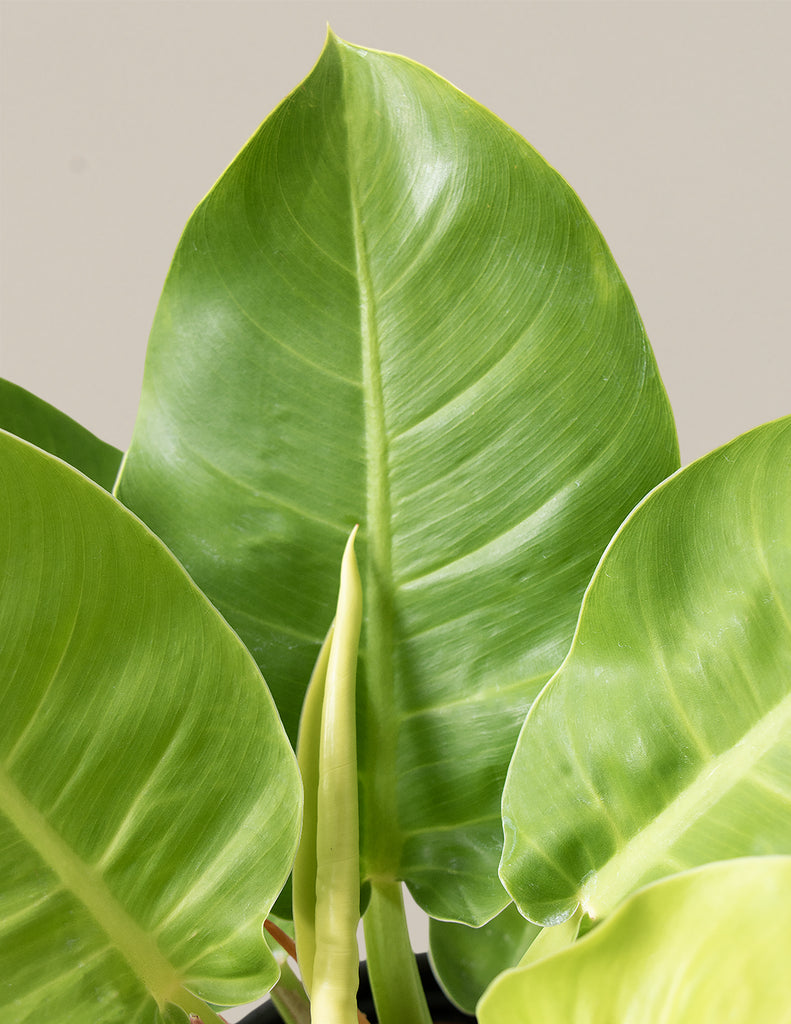 How to care for a Philodendron Moonlight