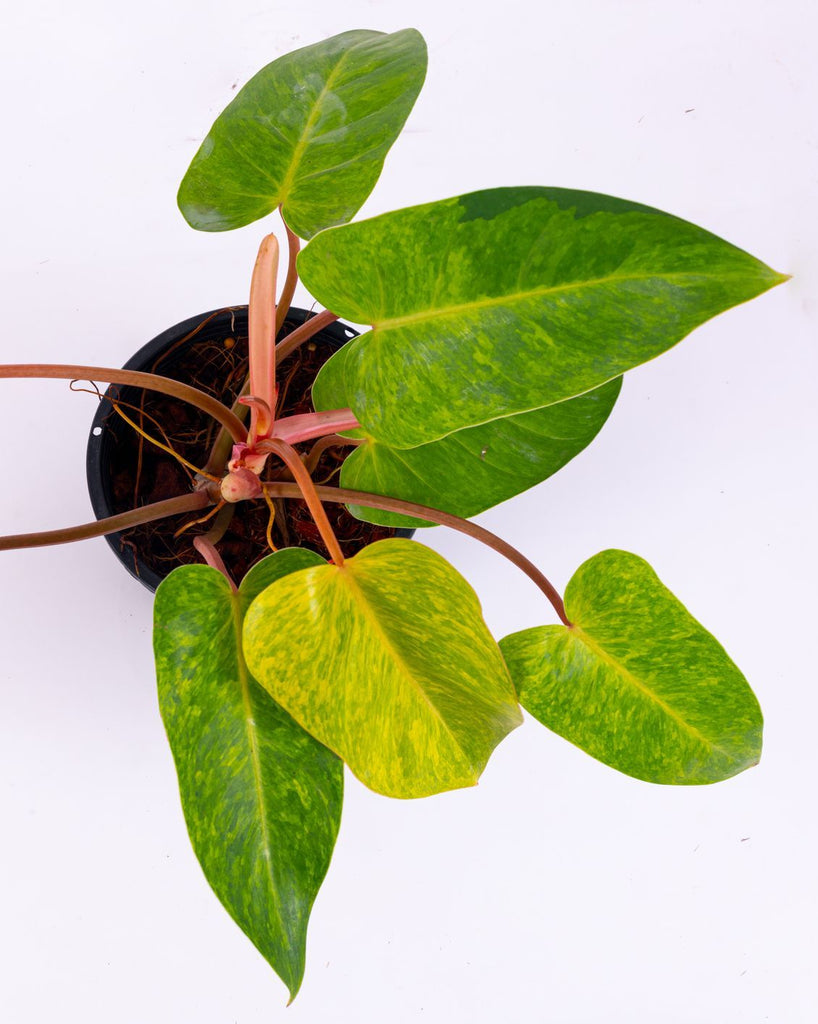 How to care for a Philodendron Painted Lady