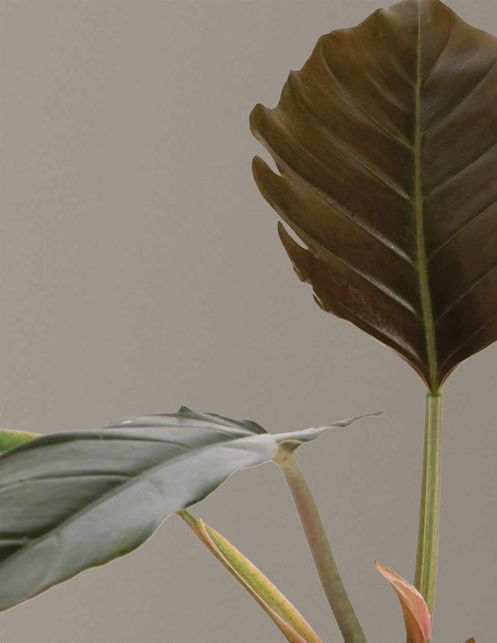 Philodendron Pluto