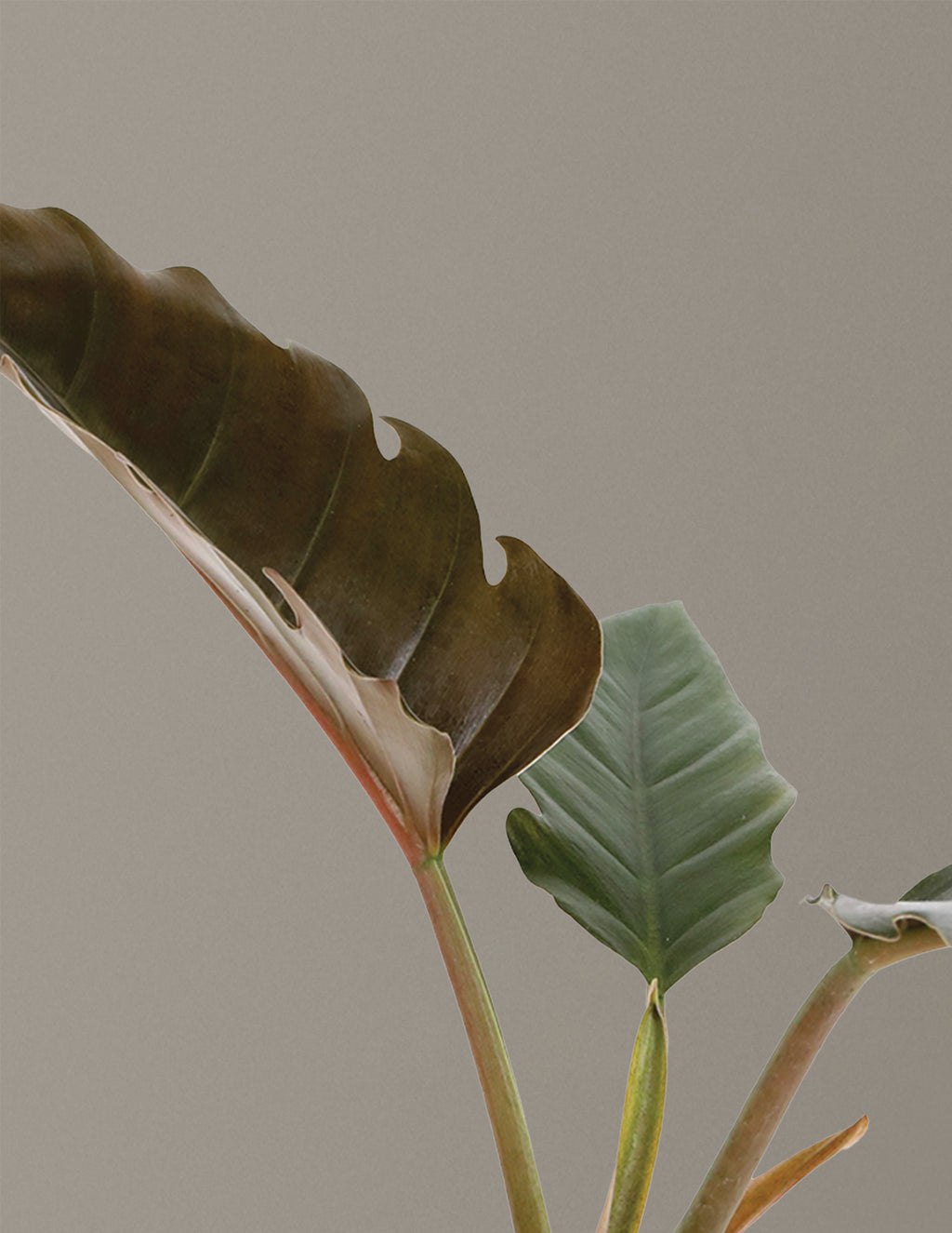 Philodendron Pluto