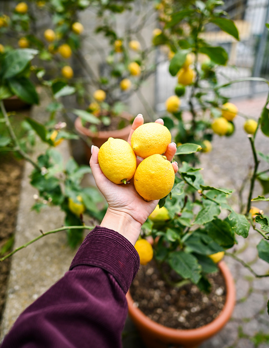 Meyer Lemon