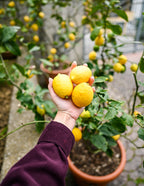 Meyer Lemon