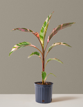 bundle | Large | Grow Pot