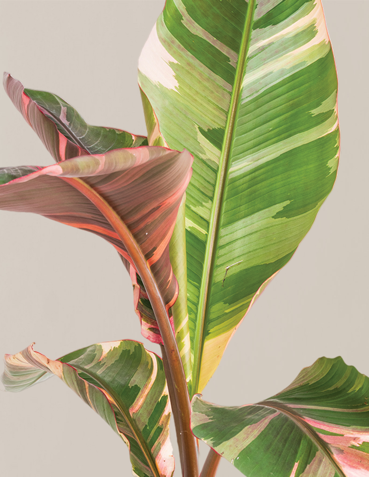 files/PinkBananaMusa-Seamless-TheSill-1.png