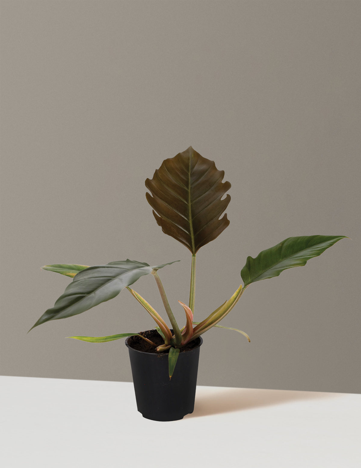 bundle | Small | Grow Pot