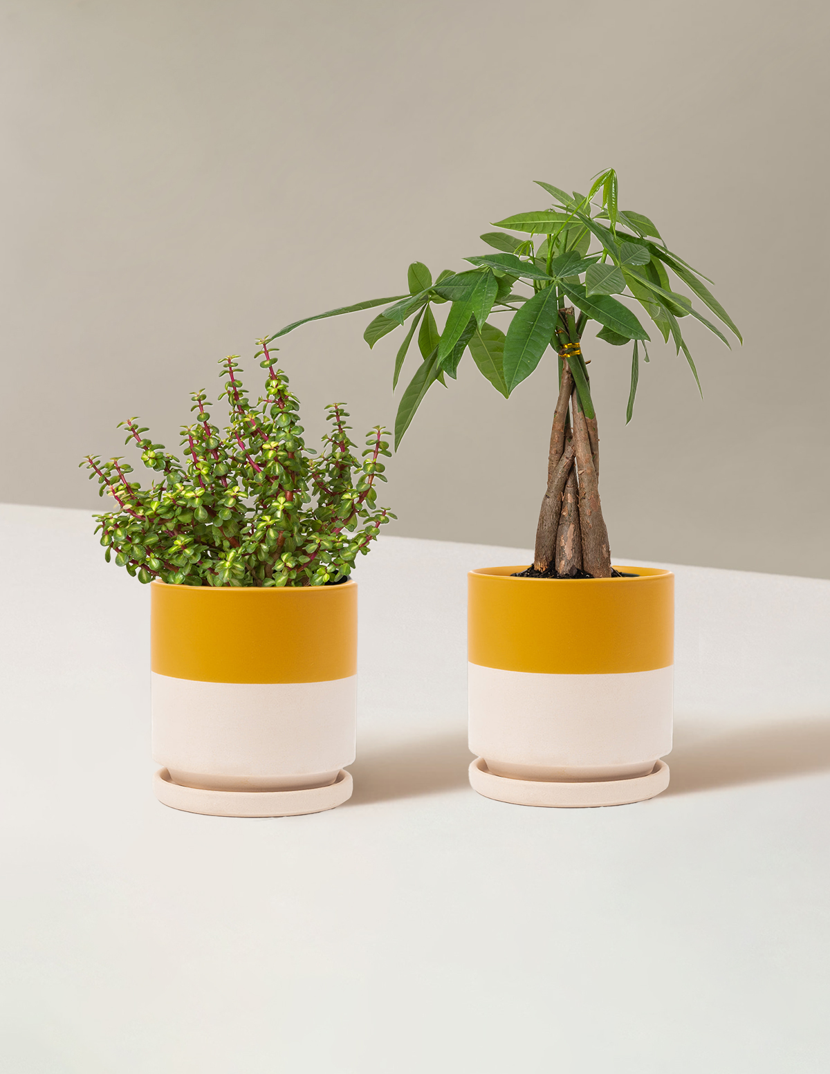 files/ProsperityDuo-TopHalfMustard.png