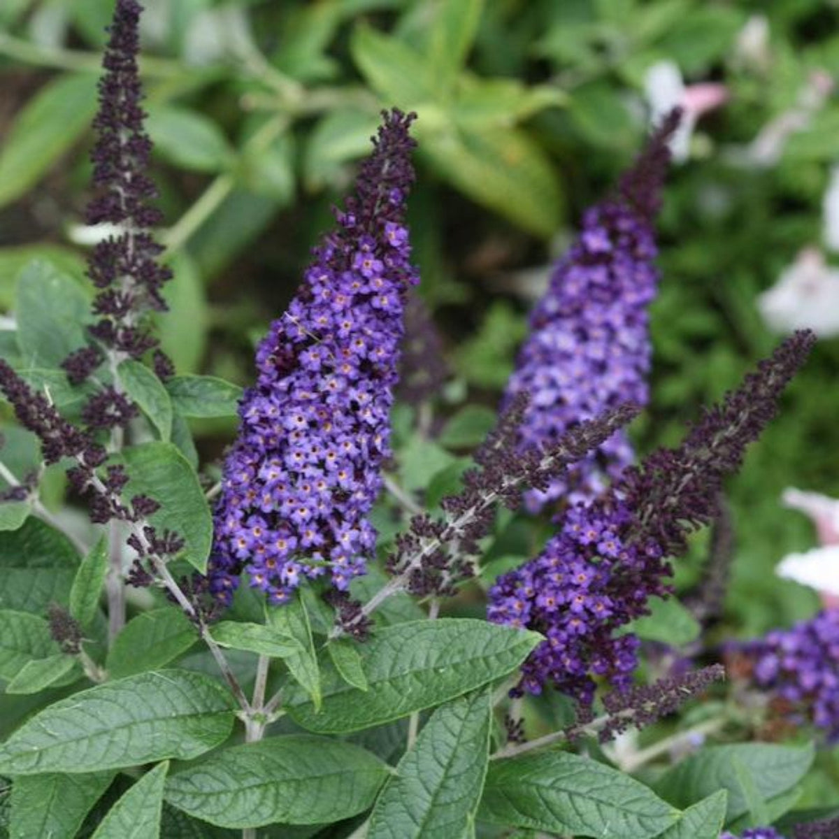 Pugster Blue Butterfly Bush blooms