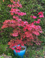 Bloodgood Japanese Maple