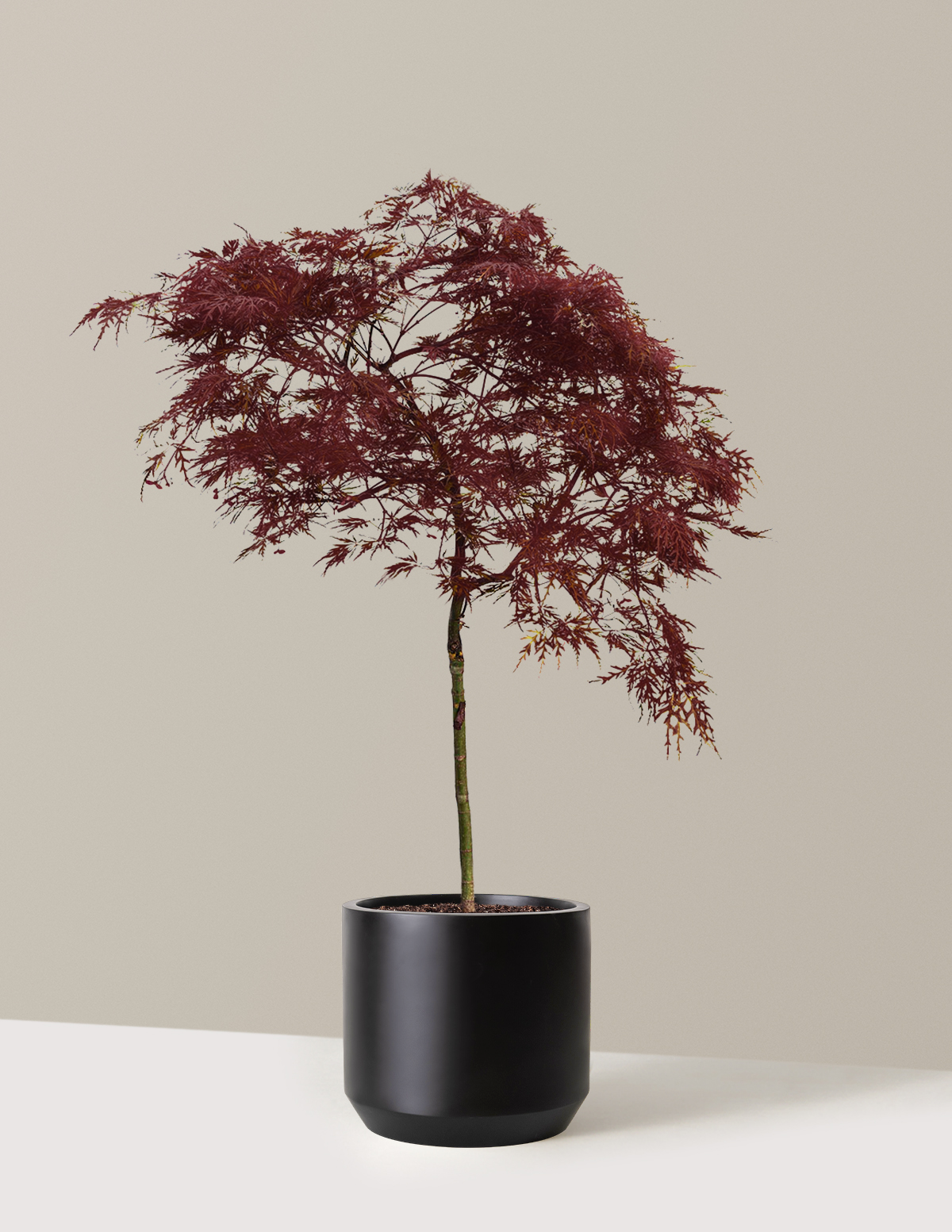 files/Red_Dragon_Japanese_Maple.png