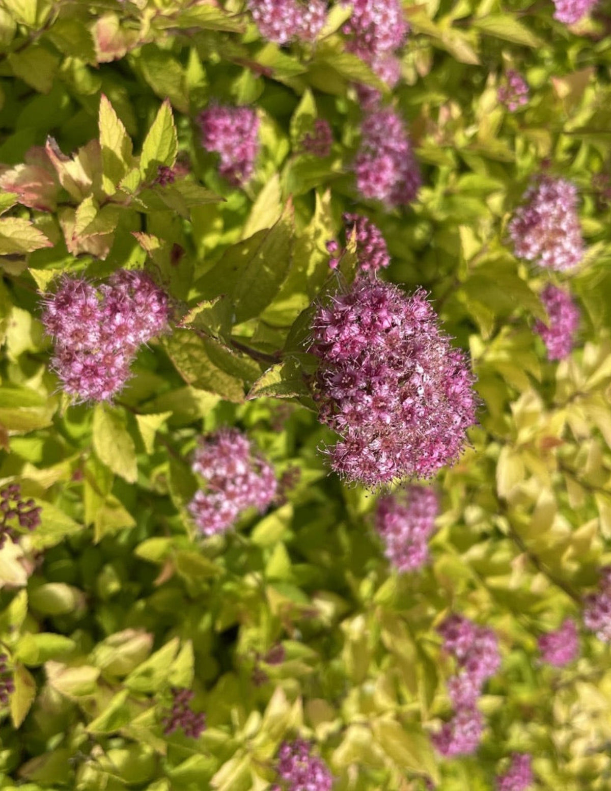 files/Spiraea-Pineapple-Poprocks-bloom-01-web_1.jpg