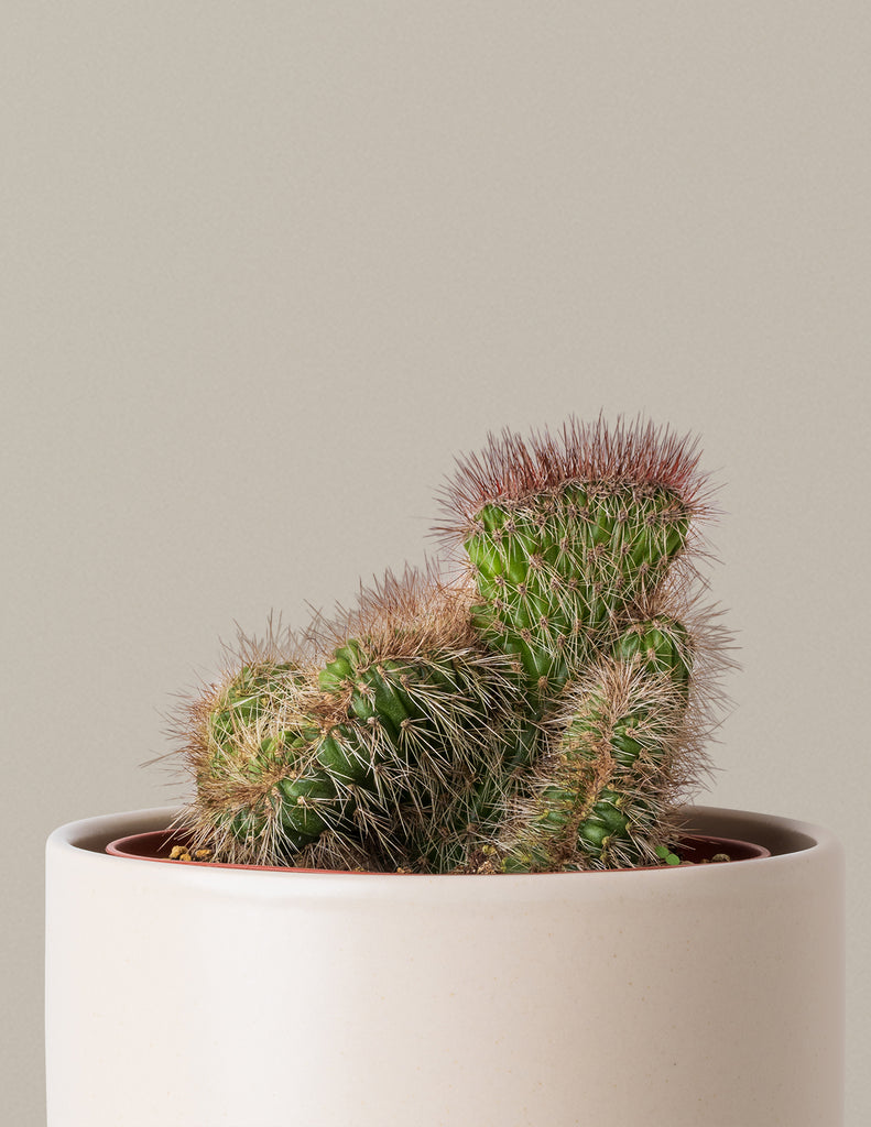 How to care for a Teddy Bear Cactus