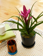 Bromeliad Antonio Pink