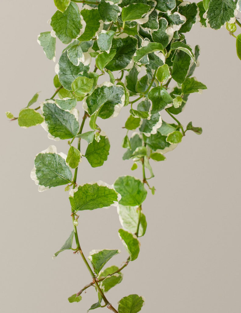 How to care for a Creeping Fig