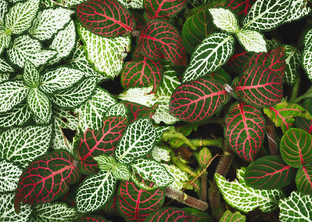 How to care for a Fittonia Red Nerve Plant