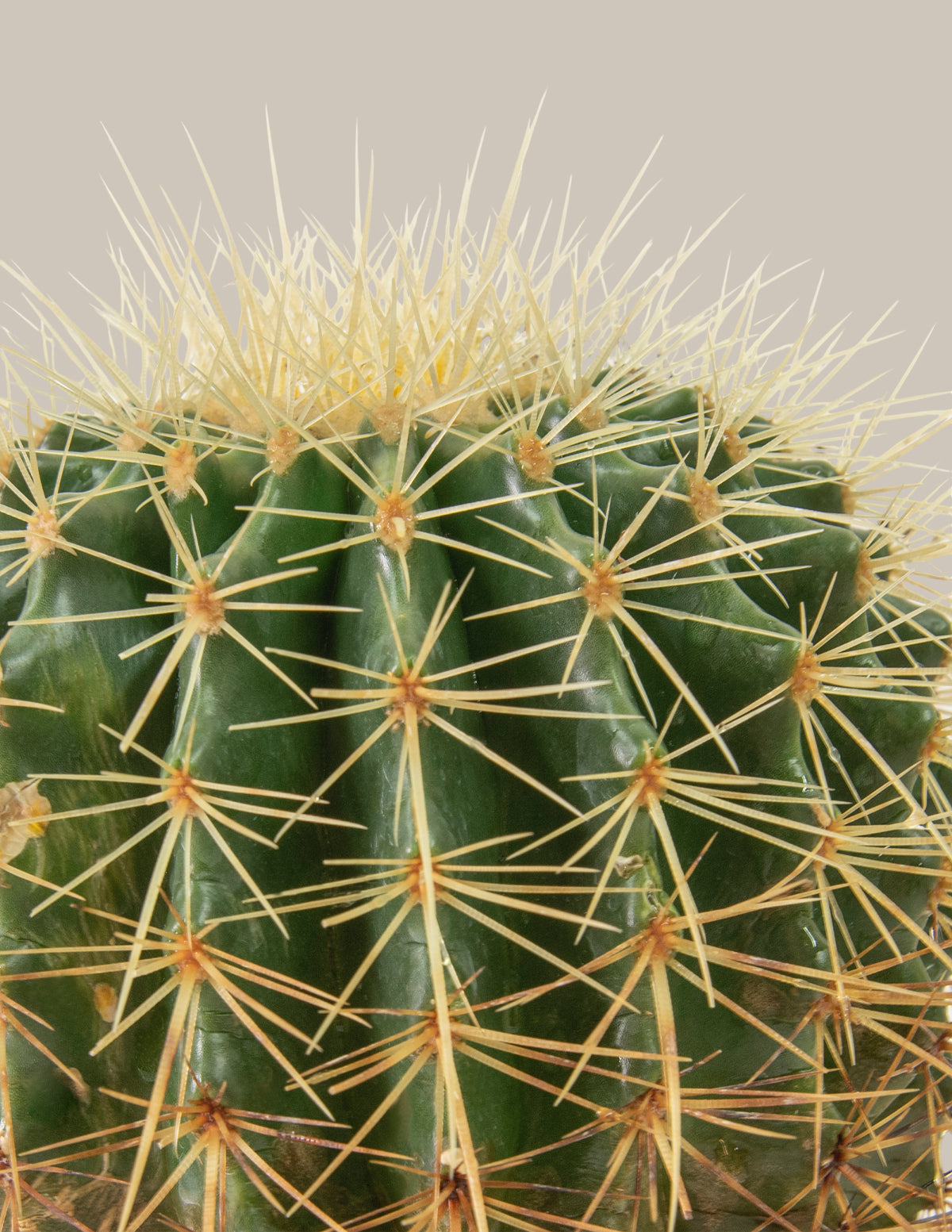 files/The-Sill_Medium-Barrel-Cactus_Gallery.jpg