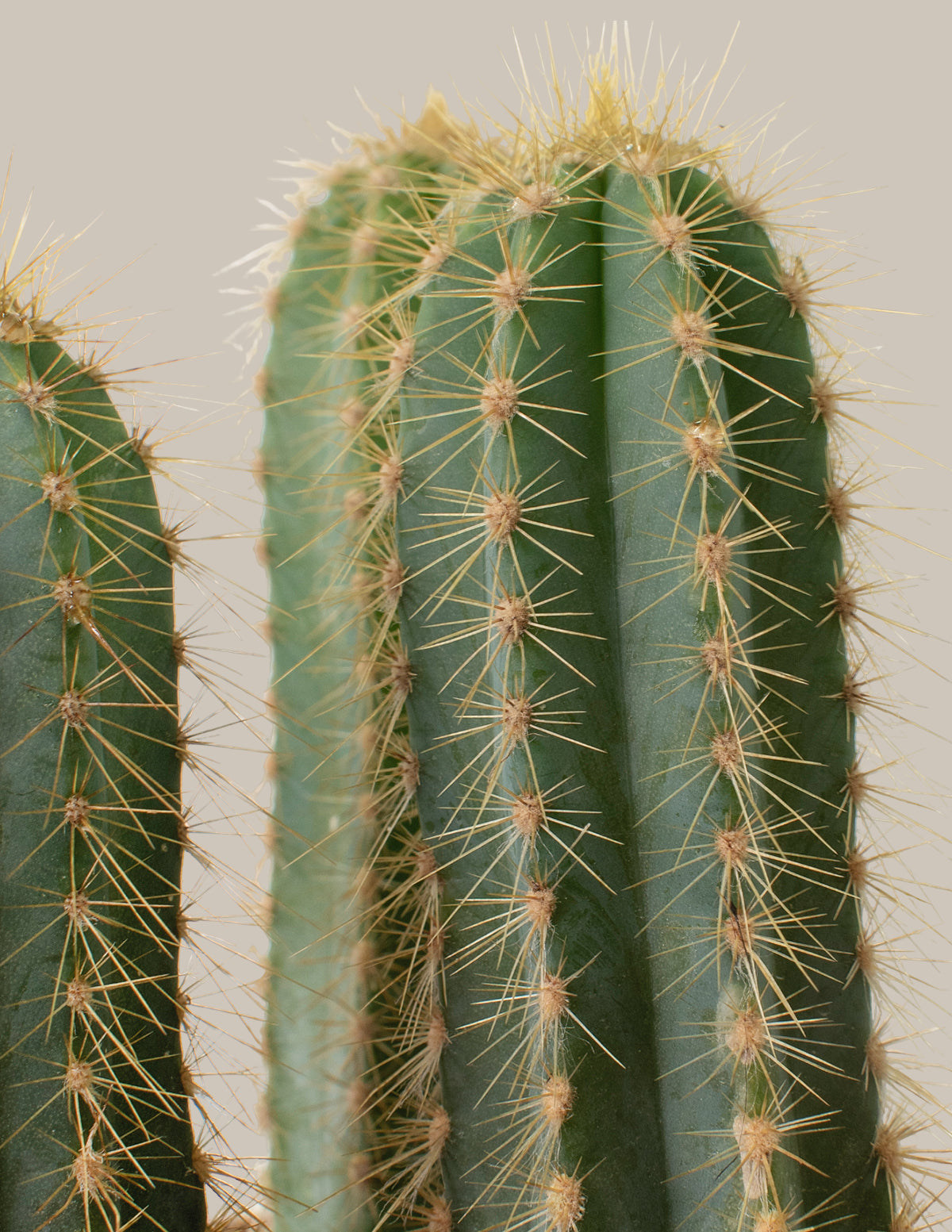 files/The-Sill_Medium-Column-Cactus_Medium_Gallery.jpg