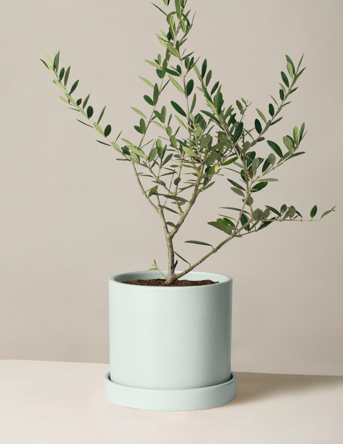bundle | Medium | Hyde | Mint