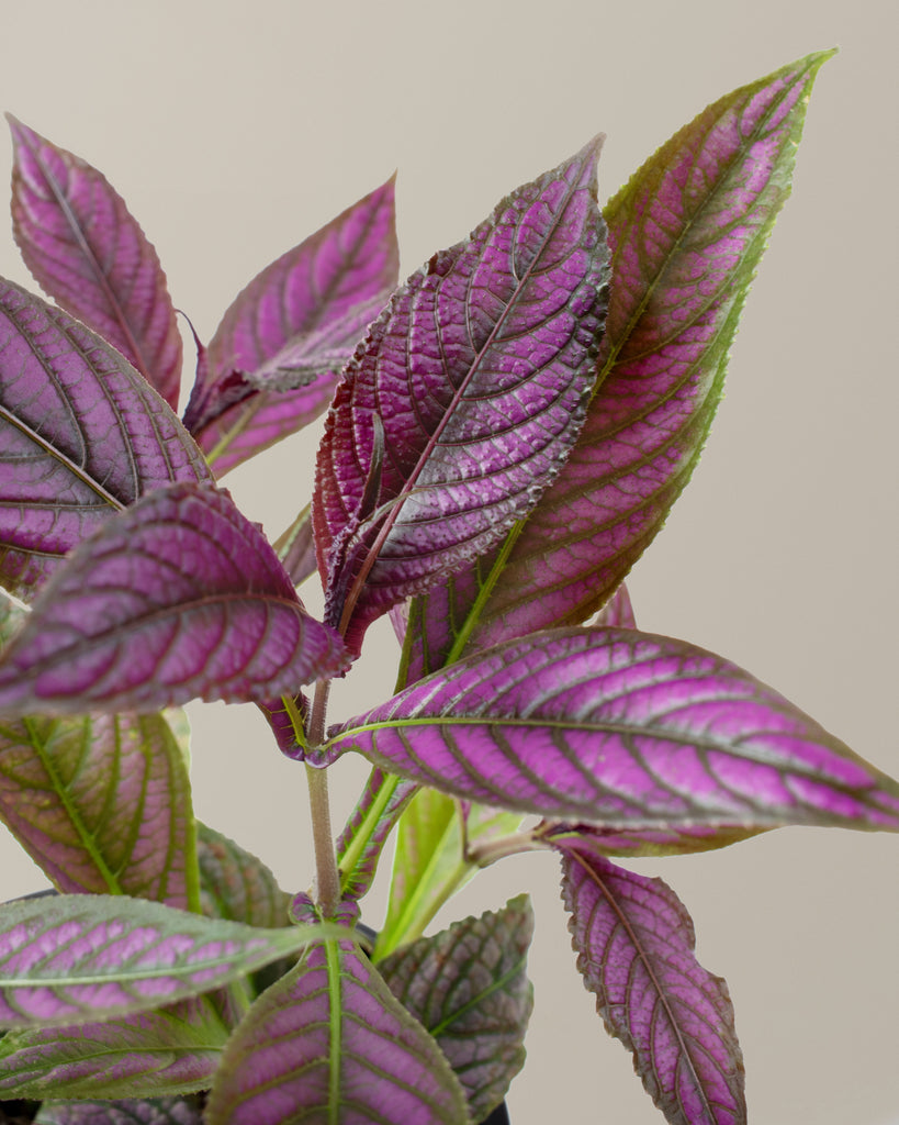 How to care for a Persian Shield