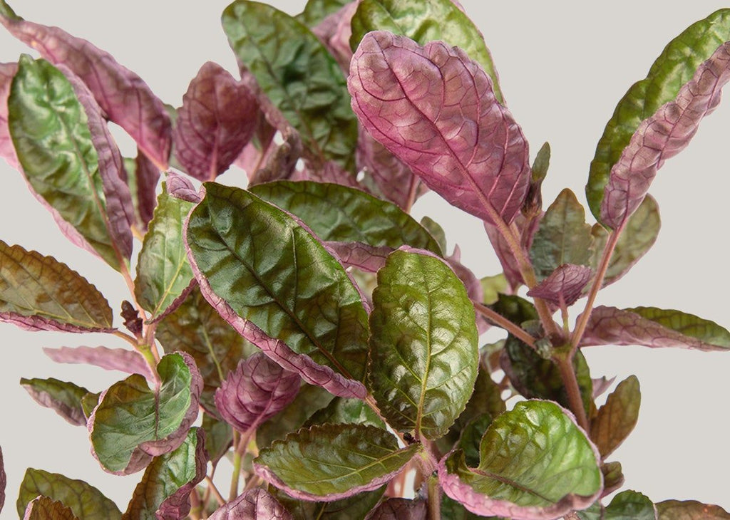 How to care for a Purple Waffle Plant