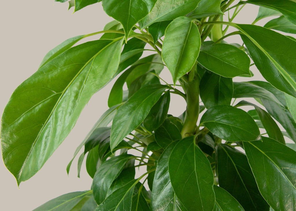 How to care for a Schefflera Alpine