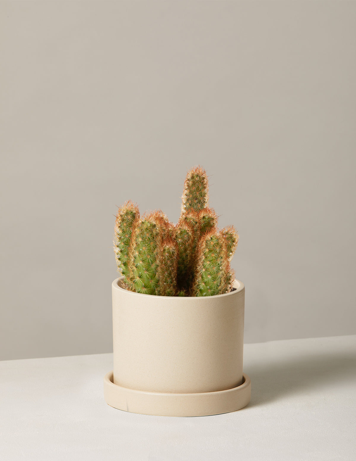 bundle | Small | Hyde | Cream