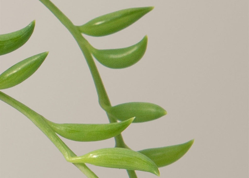 How to care for a String of Bananas