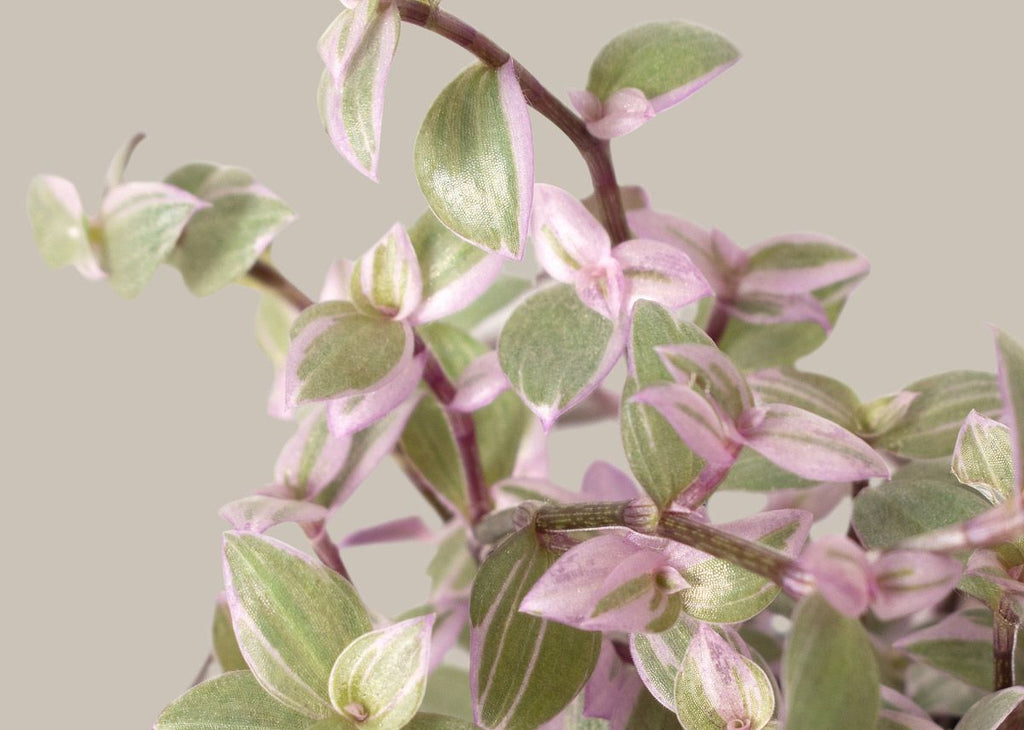 How to care for a Tradescantia Pink Panther
