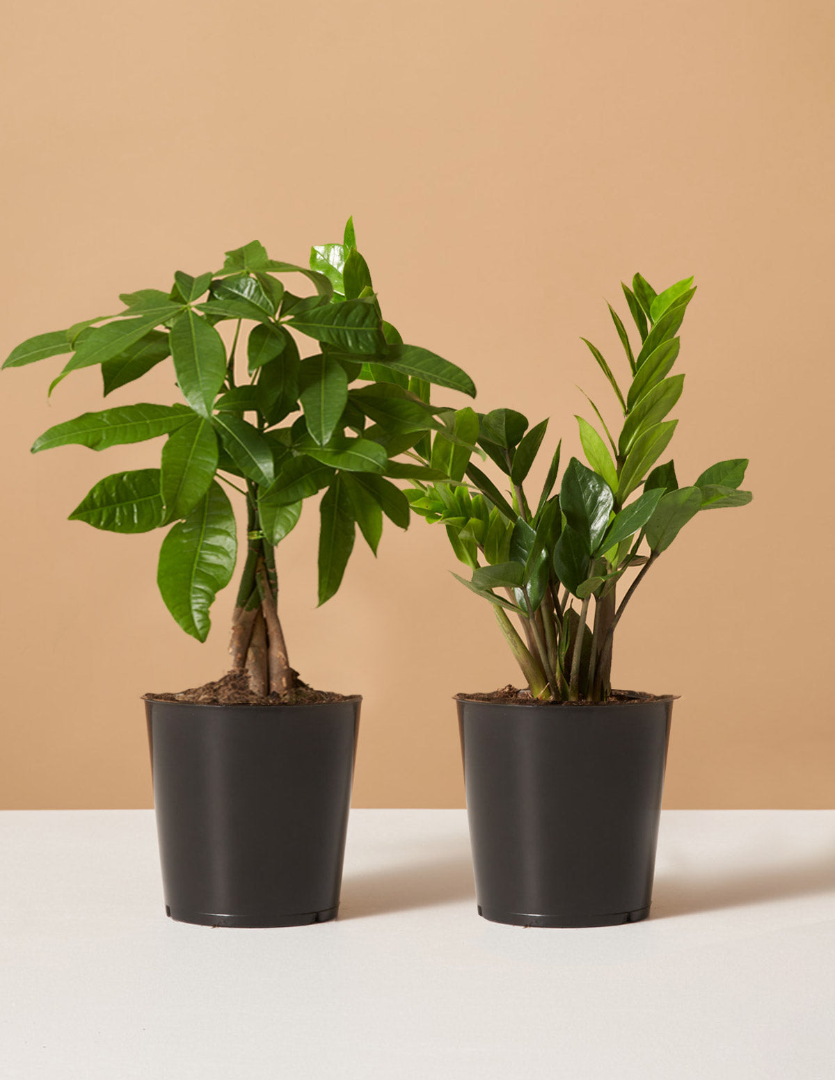 bundle | Small | Grow Pot