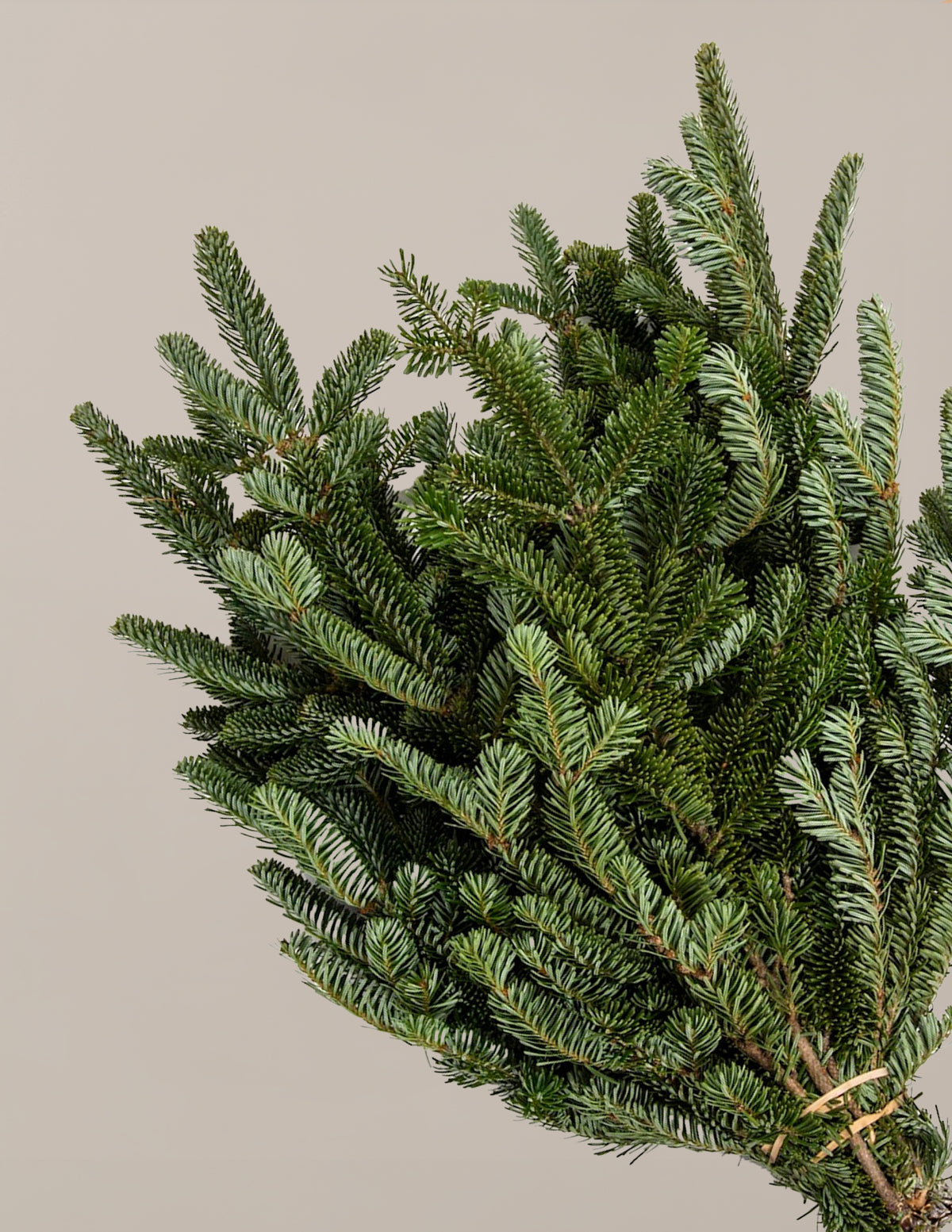 bundle | Fraser Fir